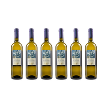 Bianchello del Metauro DOC – 2024 — 6× 750 ml