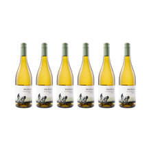 Weißburgunder Quarzit – 2025 – 6er Set